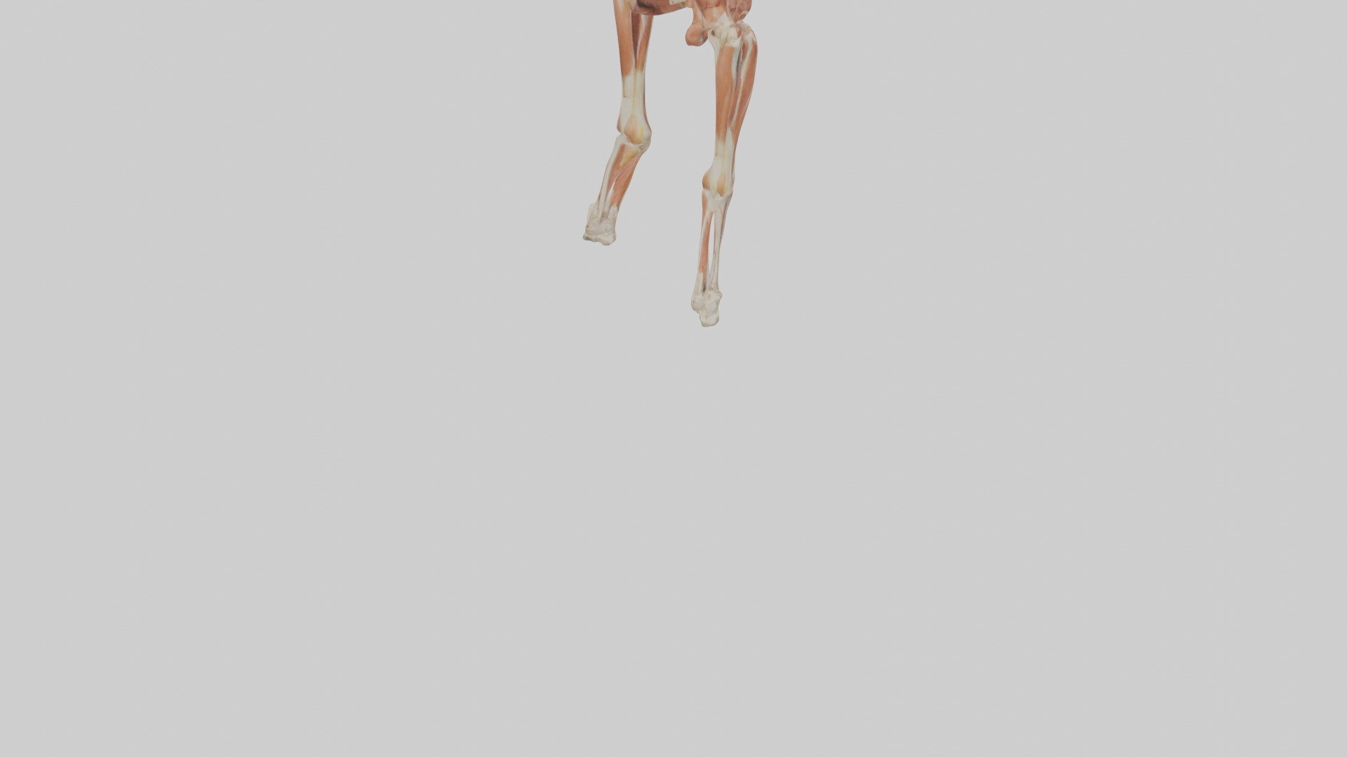 Human Sartorius Muscle Model Low-poly 3D model_6