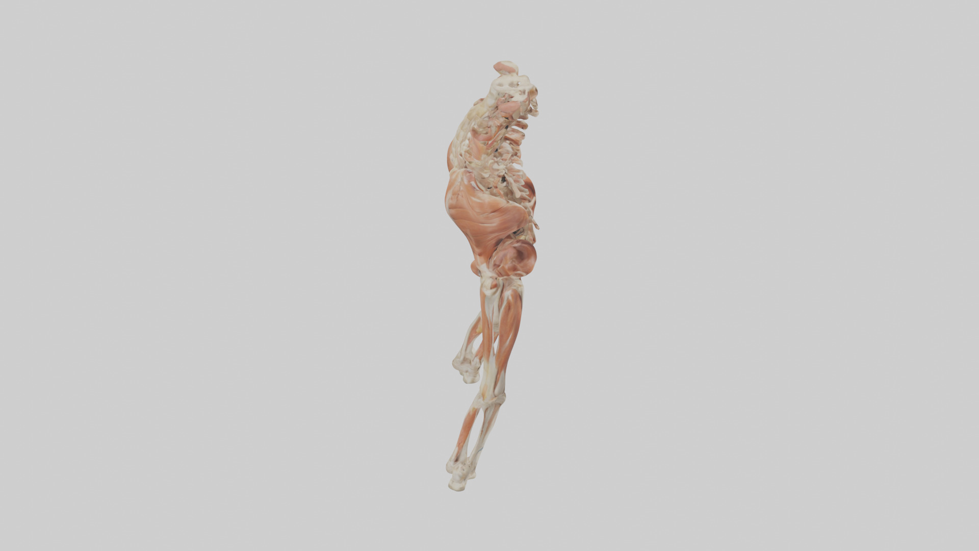 Human Sartorius Muscle Model Low-poly 3D model_18