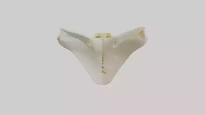 Human Scapula Model