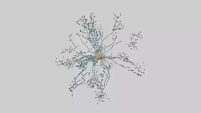 Human Sensory Neurons Model