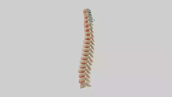 Human Spinal Cord Model