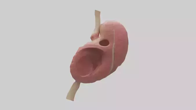 Human Spleen Model