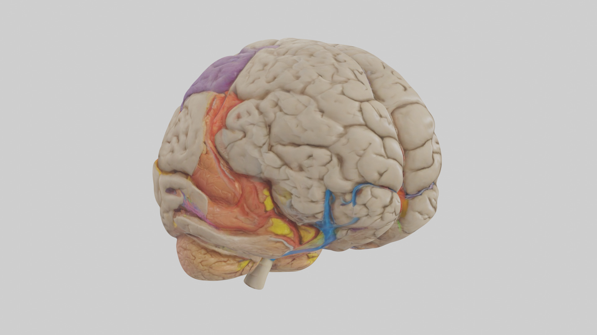 Human Temporal Lobe Model Low-poly 3D model_11