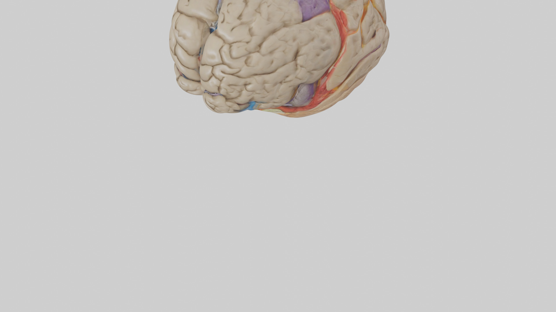 Human Temporal Lobe Model Low-poly 3D model_6