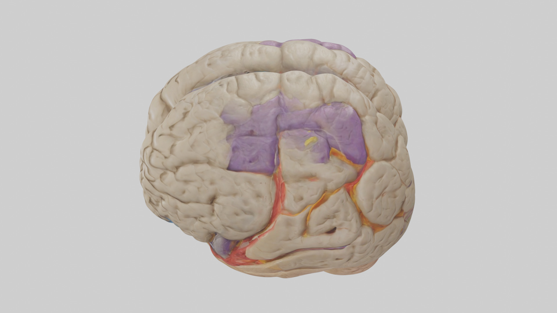 Human Temporal Lobe Model Low-poly 3D model_17