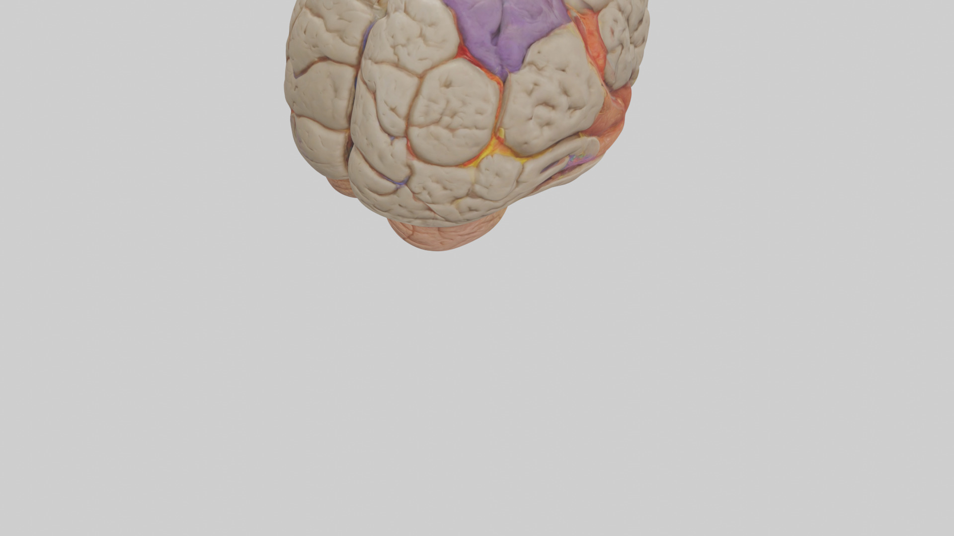 Human Temporal Lobe Model Low-poly 3D model_5