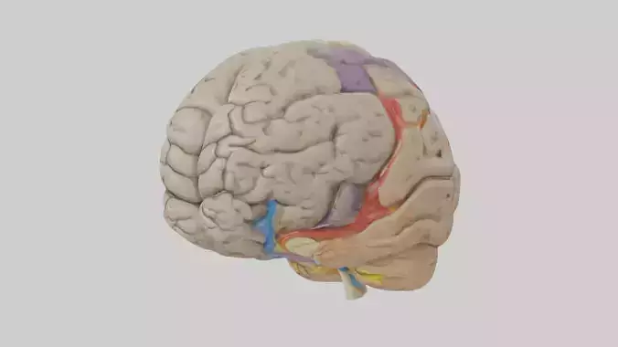 Human Temporal Lobe Model