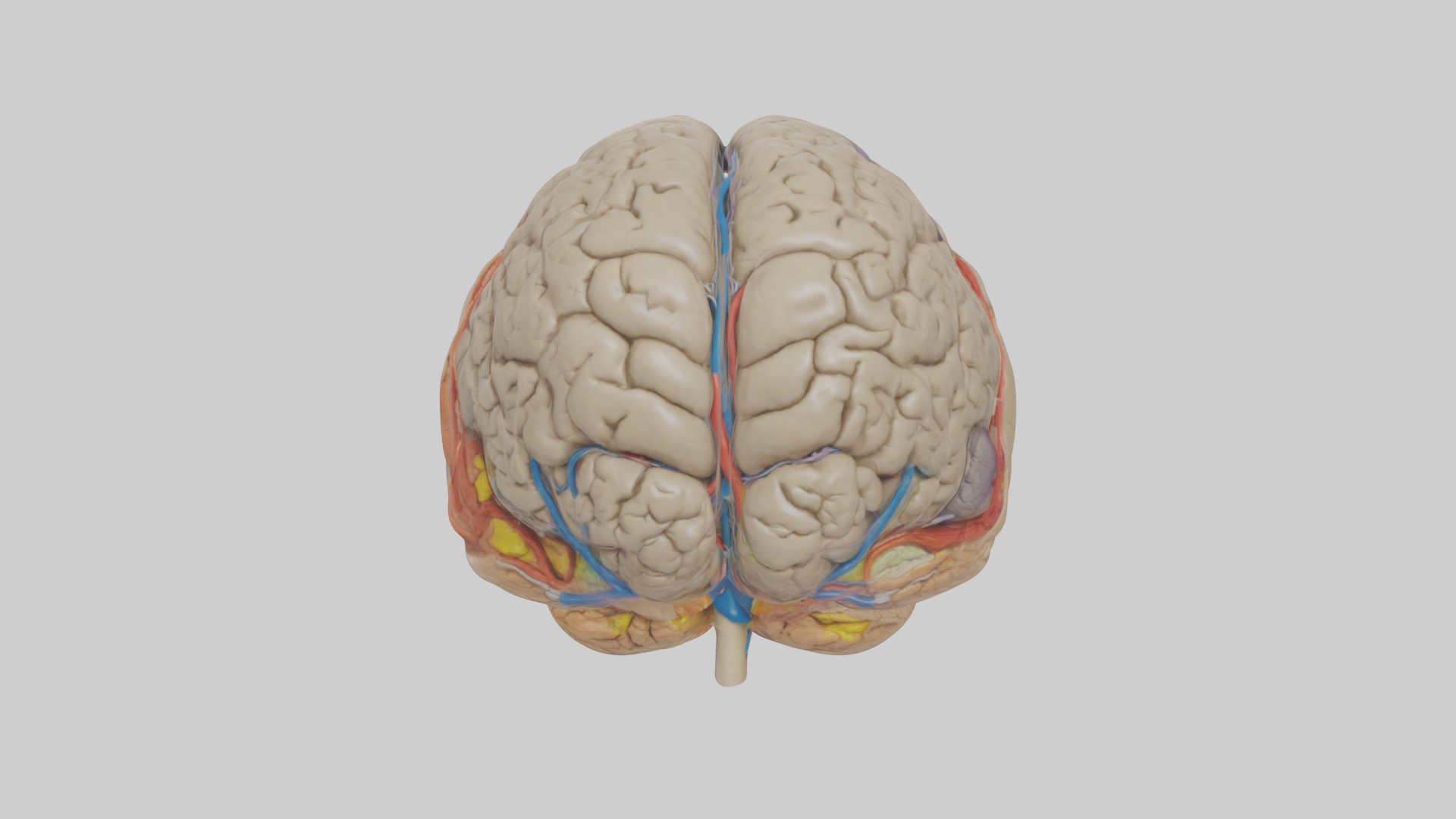 Human Temporal Lobe Model Low-poly 3D model_9