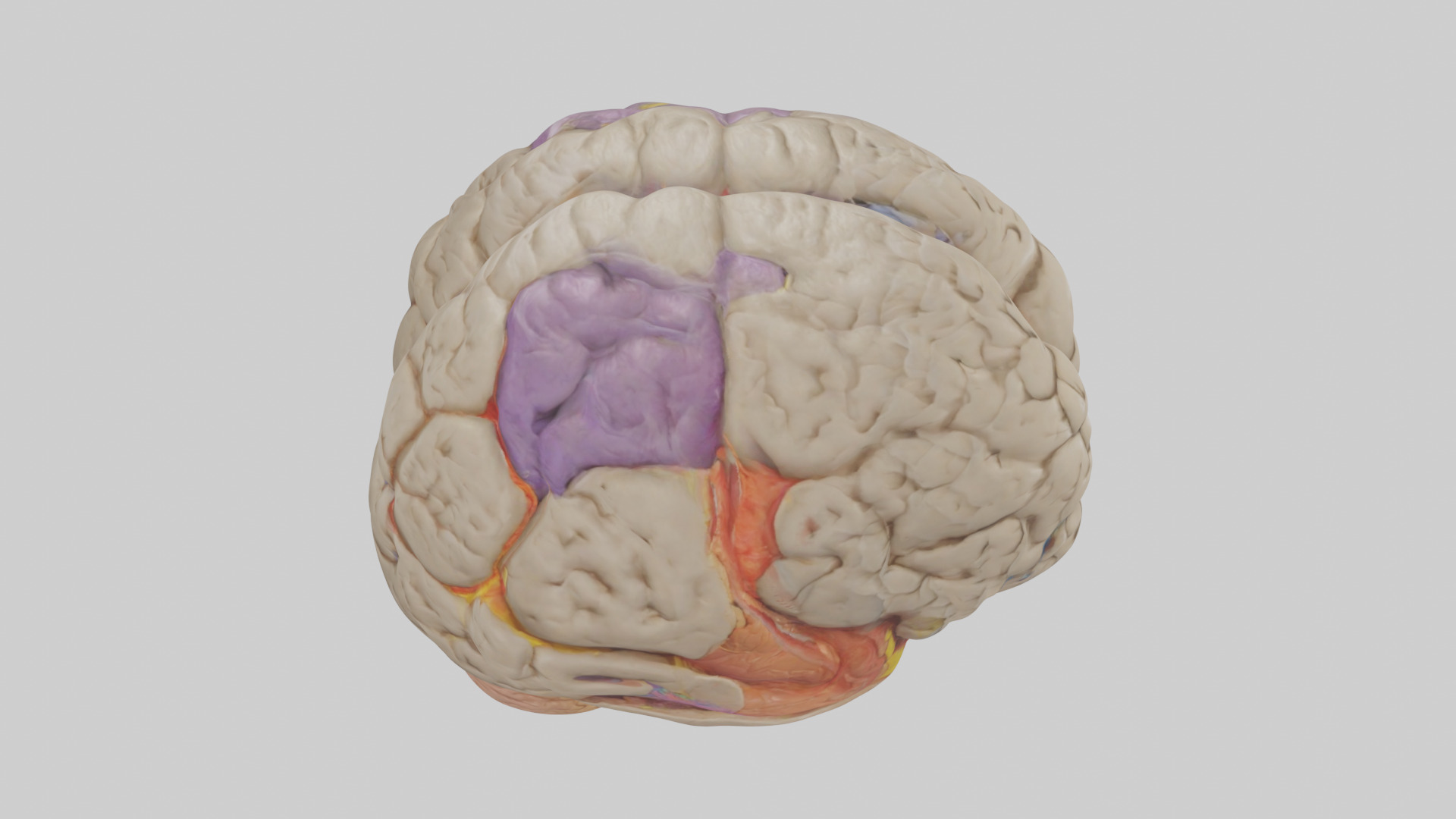Human Temporal Lobe Model Low-poly 3D model_18