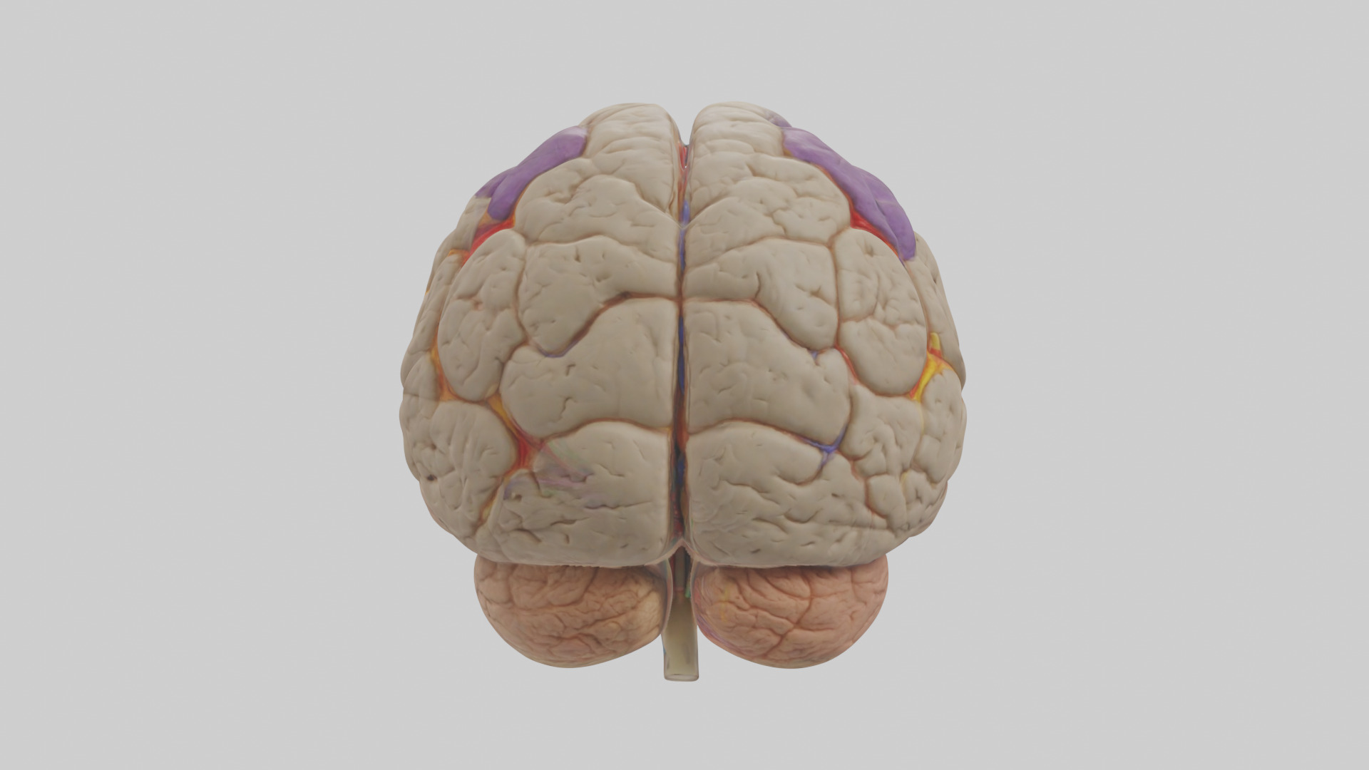 Human Temporal Lobe Model Low-poly 3D model_1