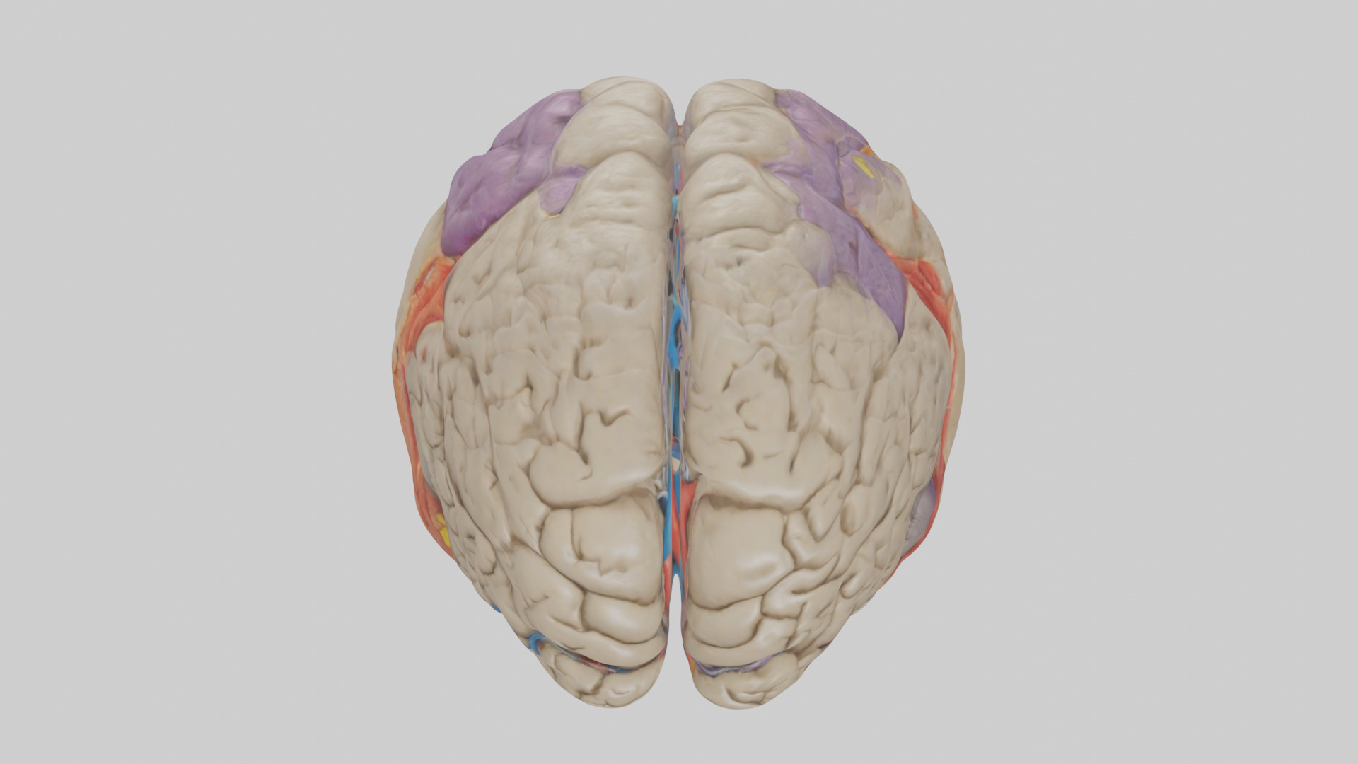 Human Temporal Lobe Model Low-poly 3D model_16