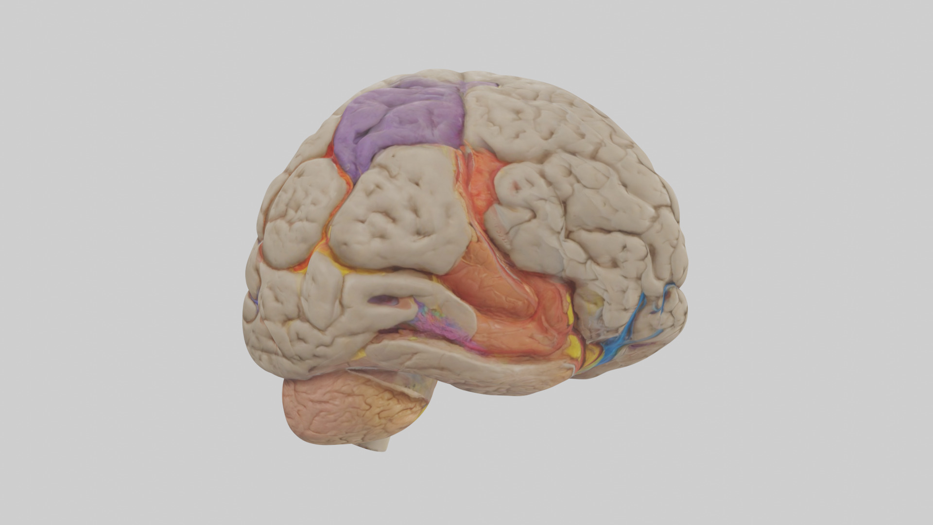 Human Temporal Lobe Model Low-poly 3D model_13