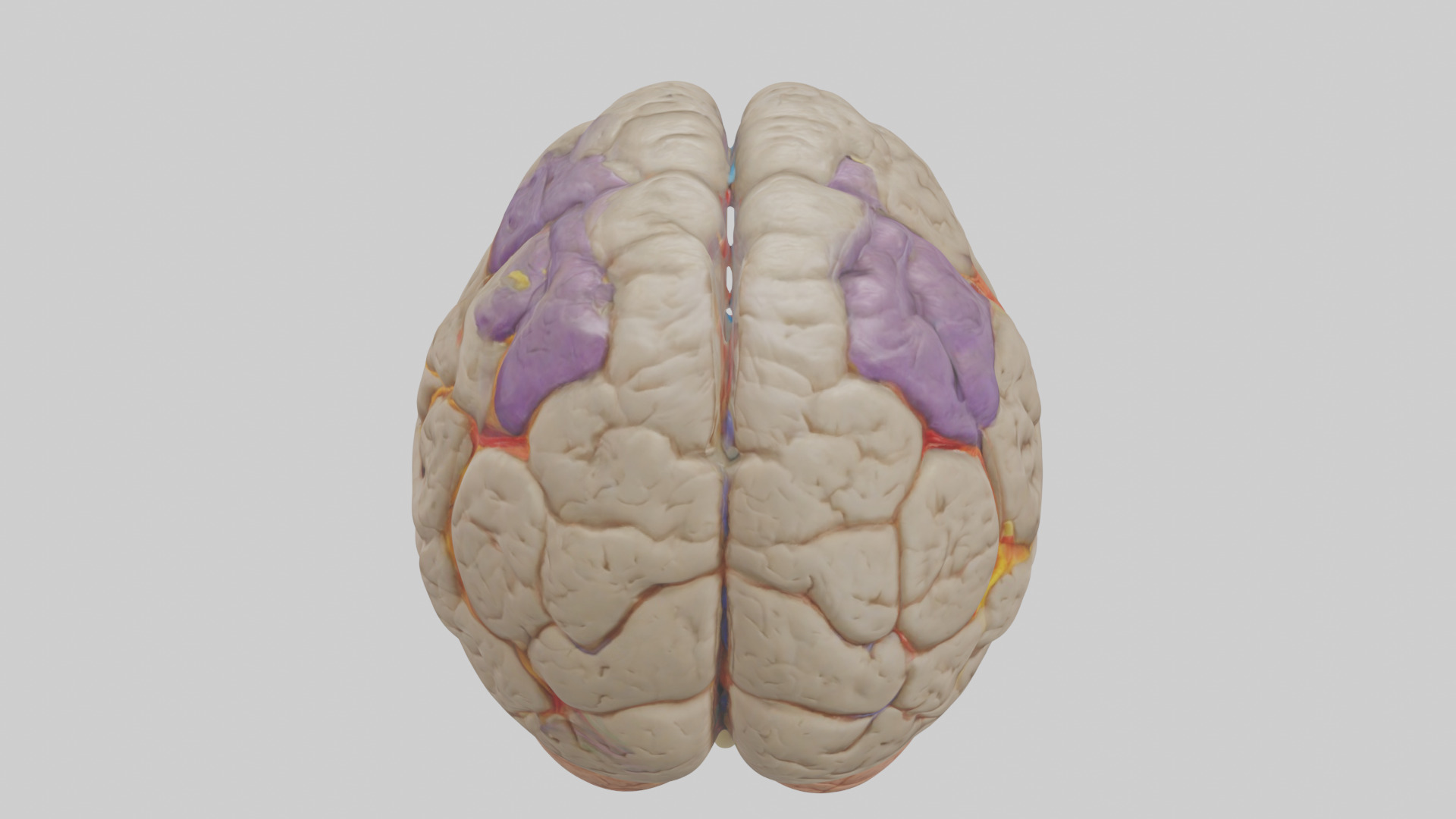 Human Temporal Lobe Model Low-poly 3D model_15