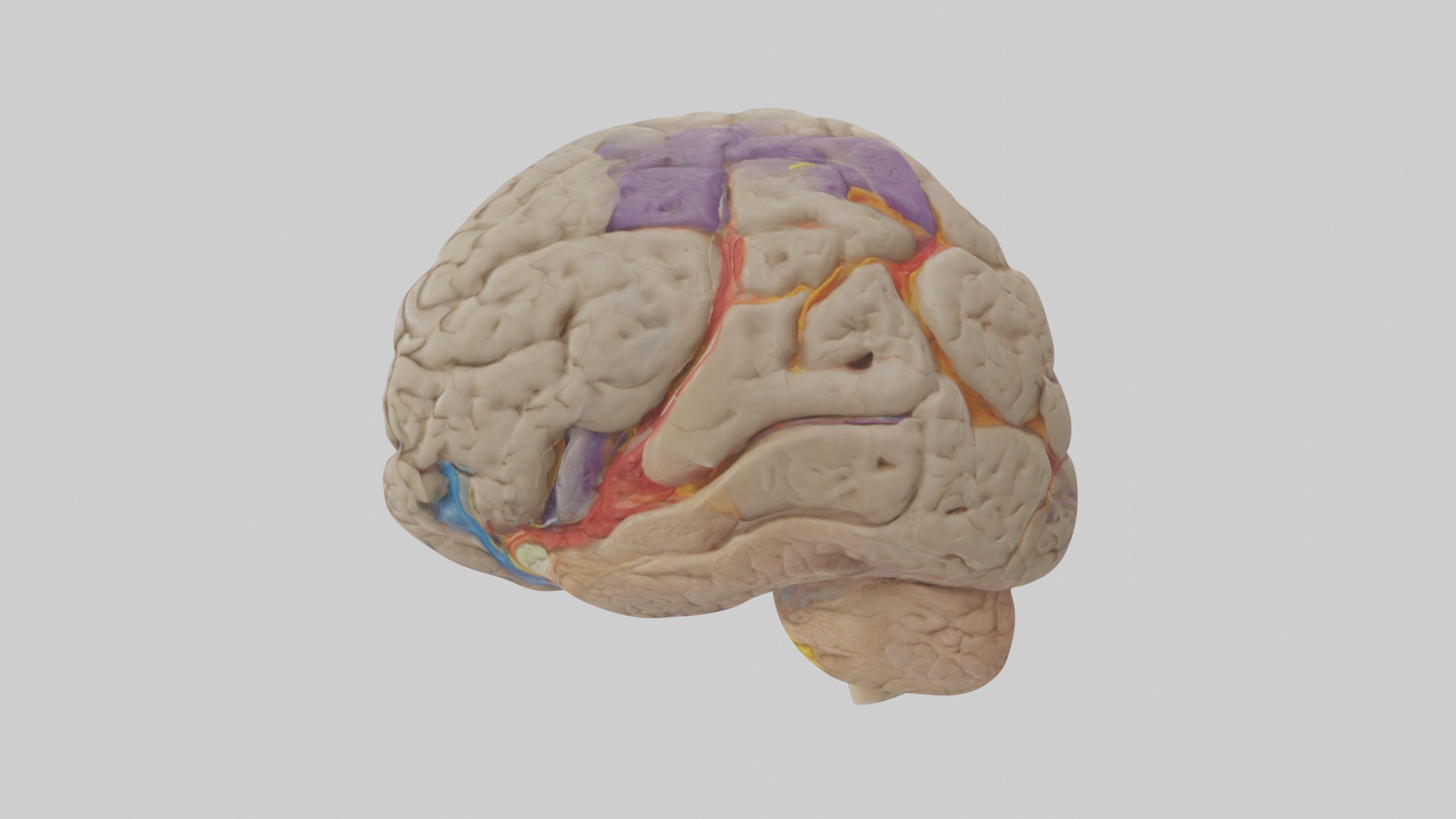 Human Temporal Lobe Model Low-poly 3D model_12