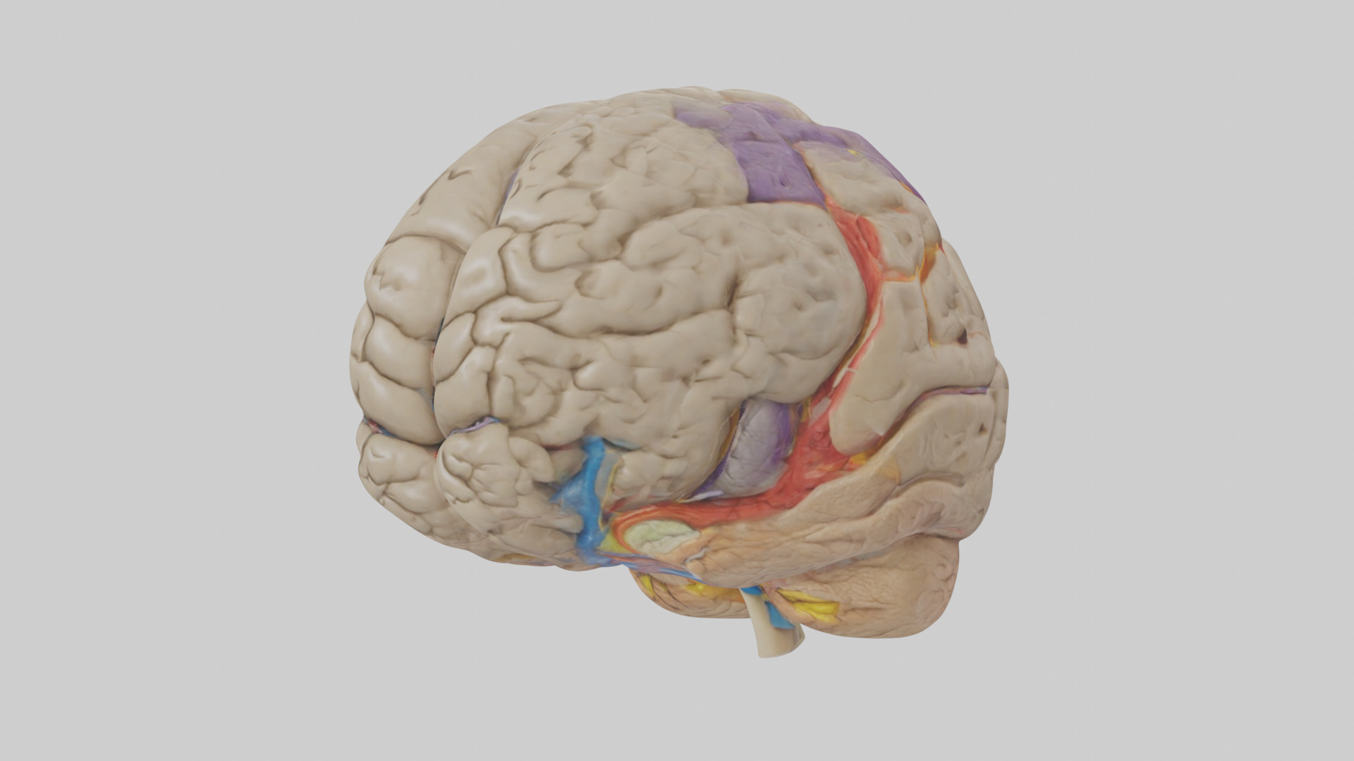 Human Temporal Lobe Model Low-poly 3D model_10