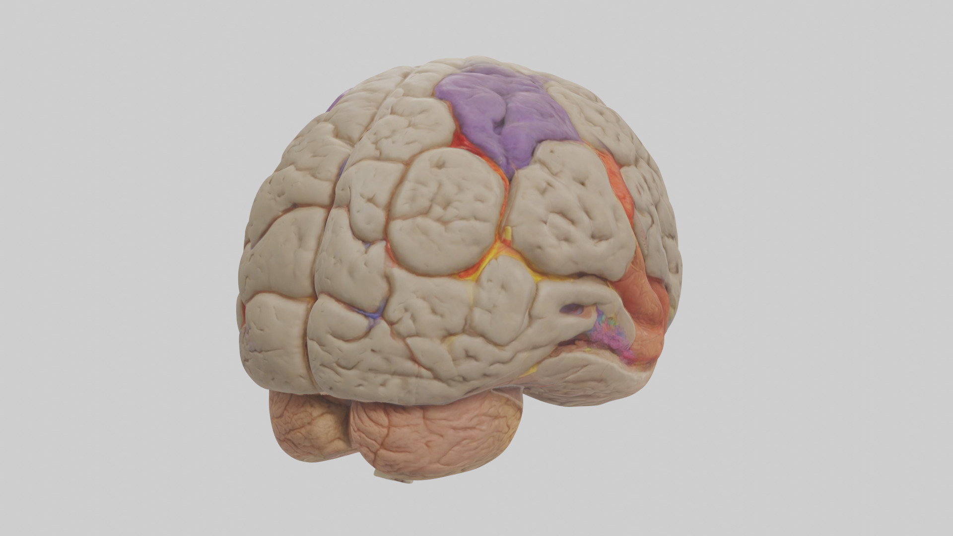 Human Temporal Lobe Model Low-poly 3D model_3