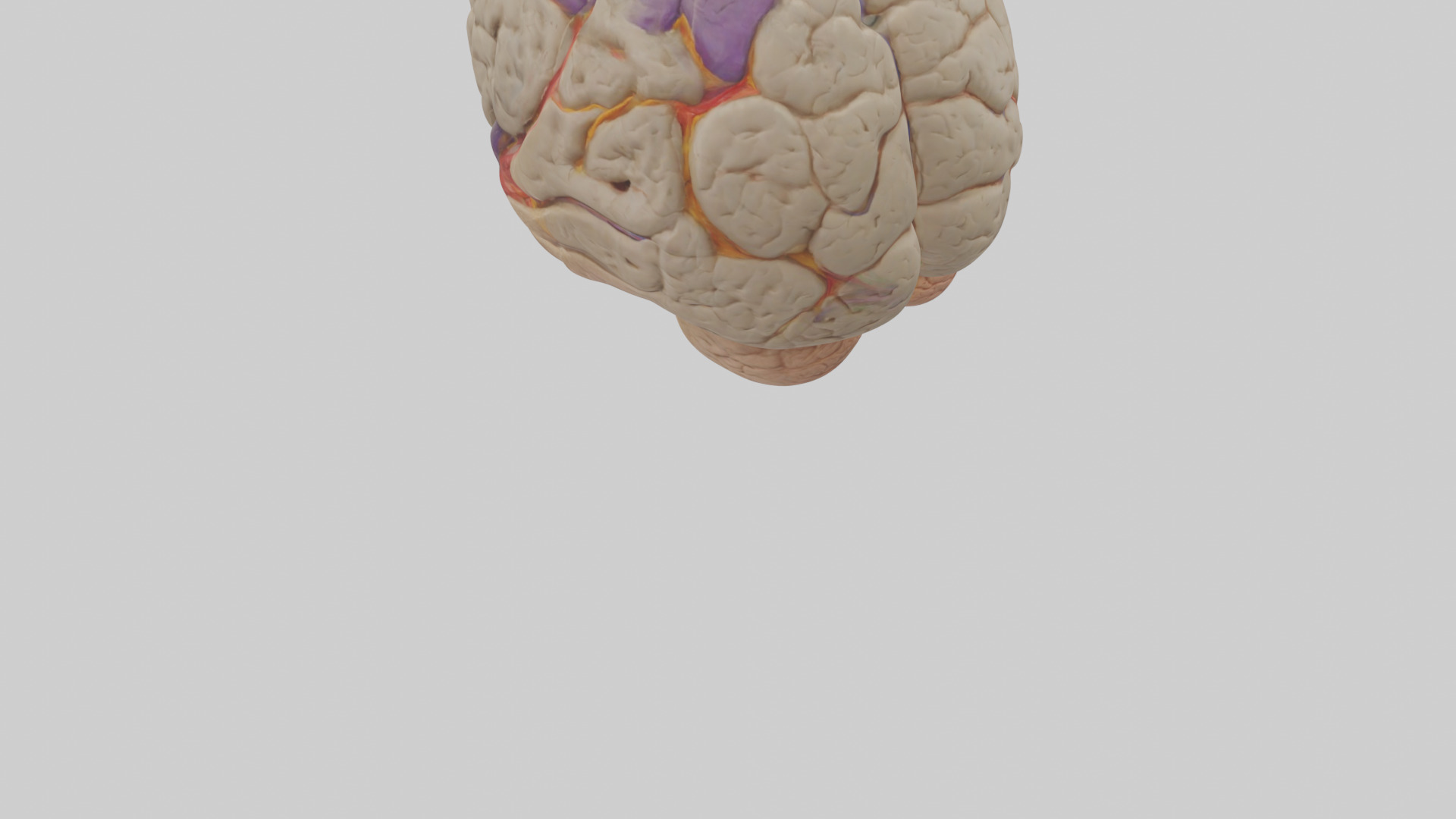 Human Temporal Lobe Model Low-poly 3D model_4