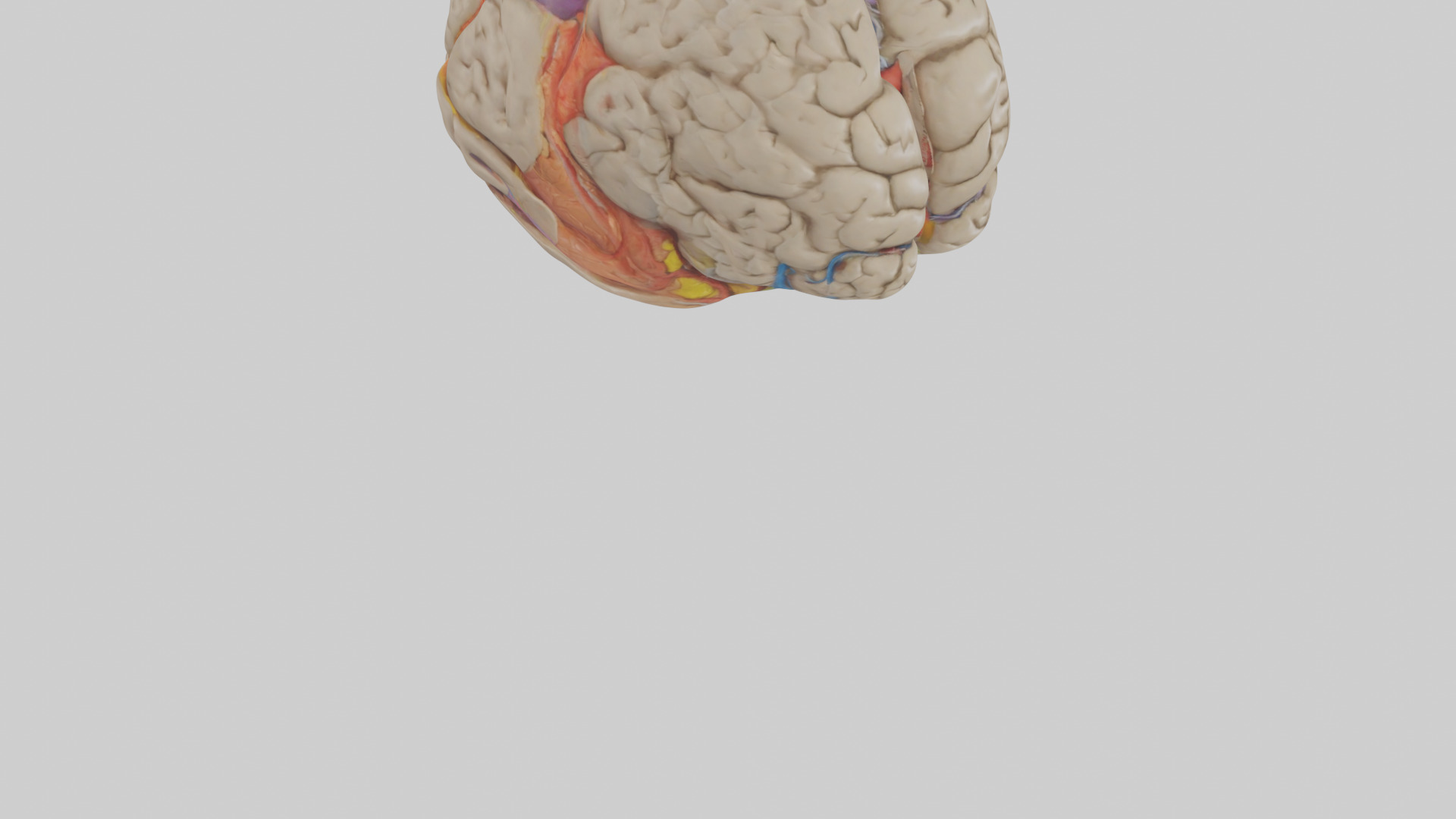 Human Temporal Lobe Model Low-poly 3D model_7