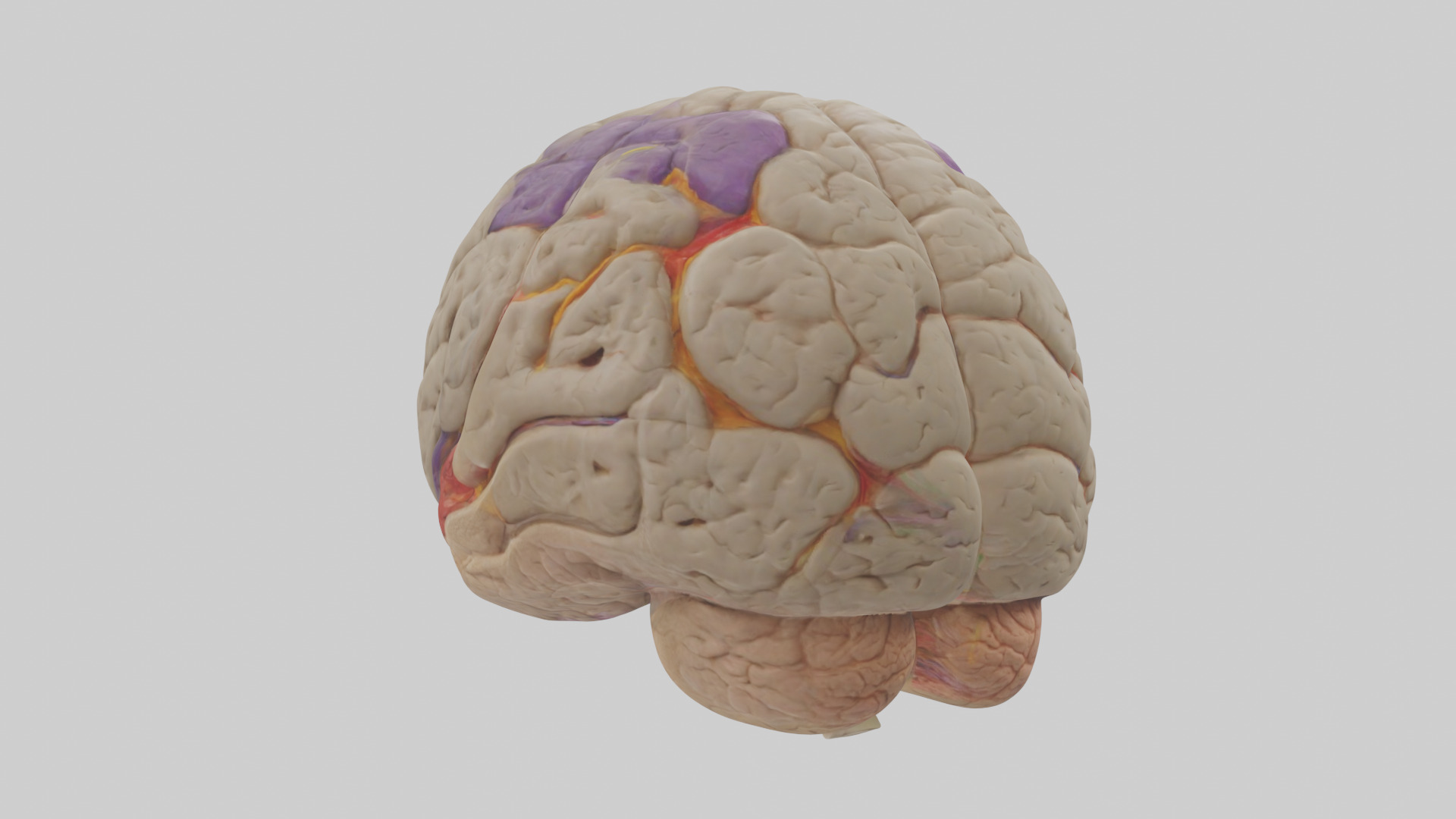 Human Temporal Lobe Model Low-poly 3D model_2