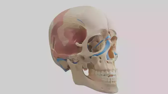 Human Temporomandibular Joint Model Low-poly 3D model