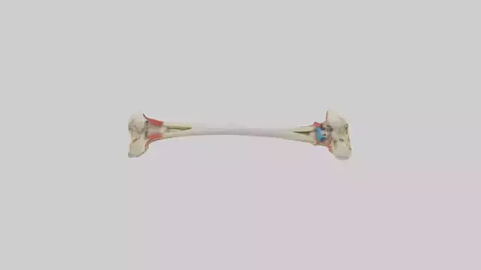 Human Tibia Model