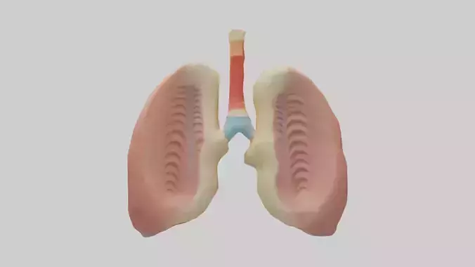 Human Tonsils Model