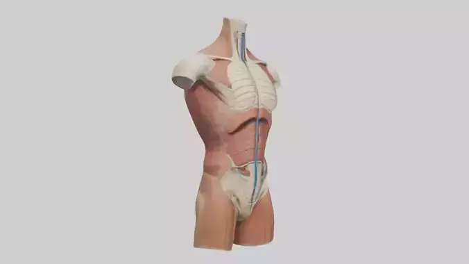 Human Trunk Model