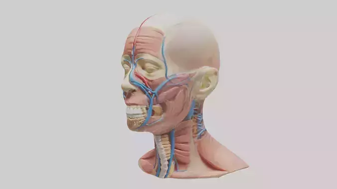 Human Upper Respiratory Tract Model
