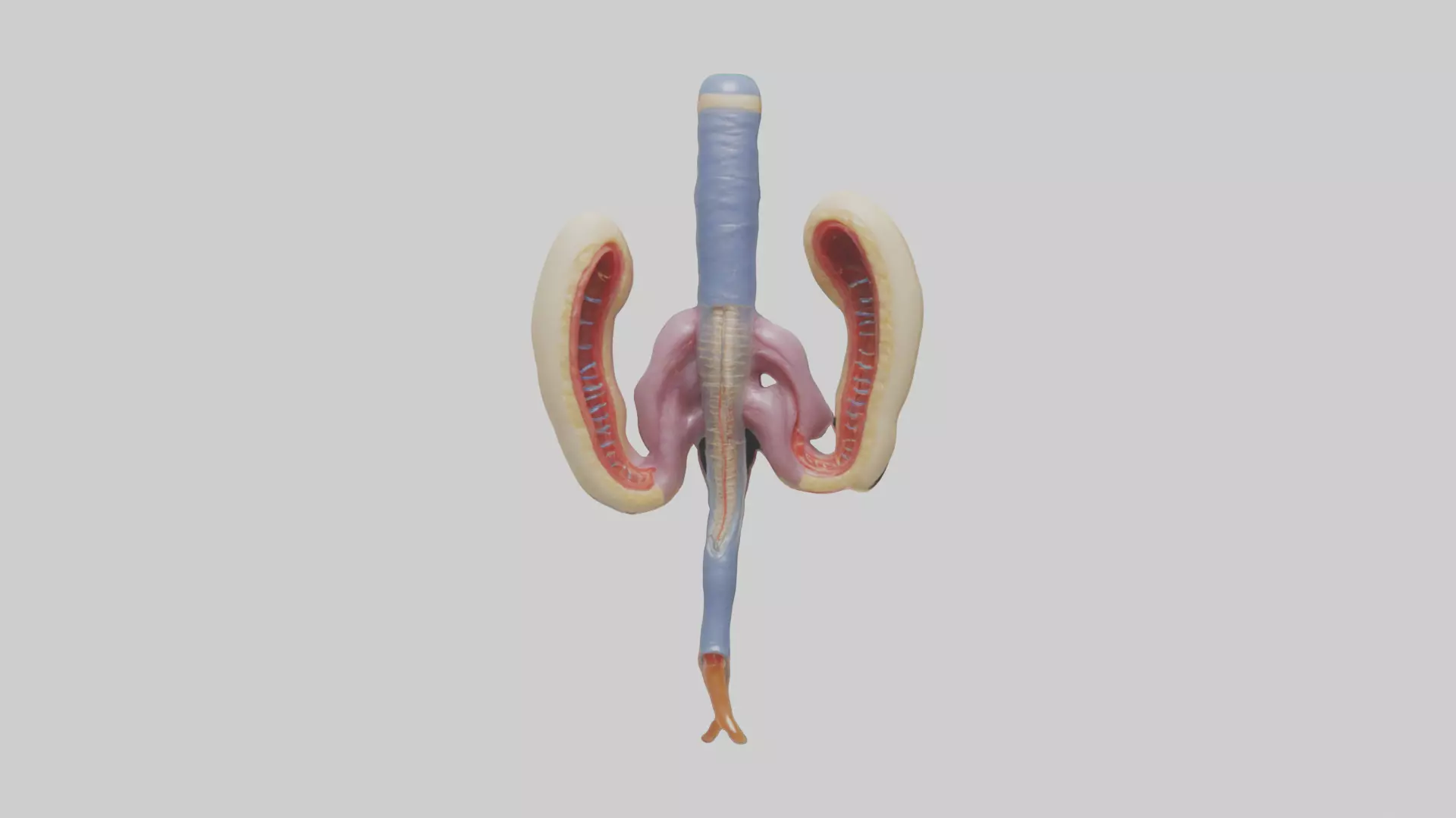 Human Urethra Model Low-poly 3D model_0