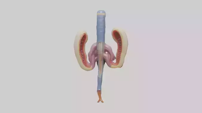 Human Urethra Model