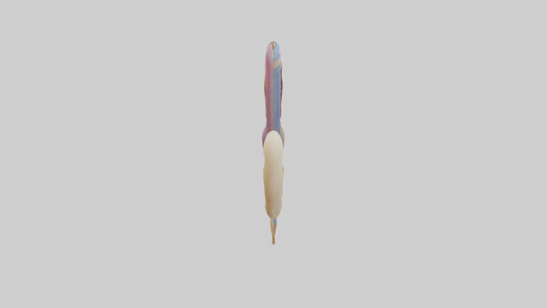 Human Urethra Model Low-poly 3D model_18