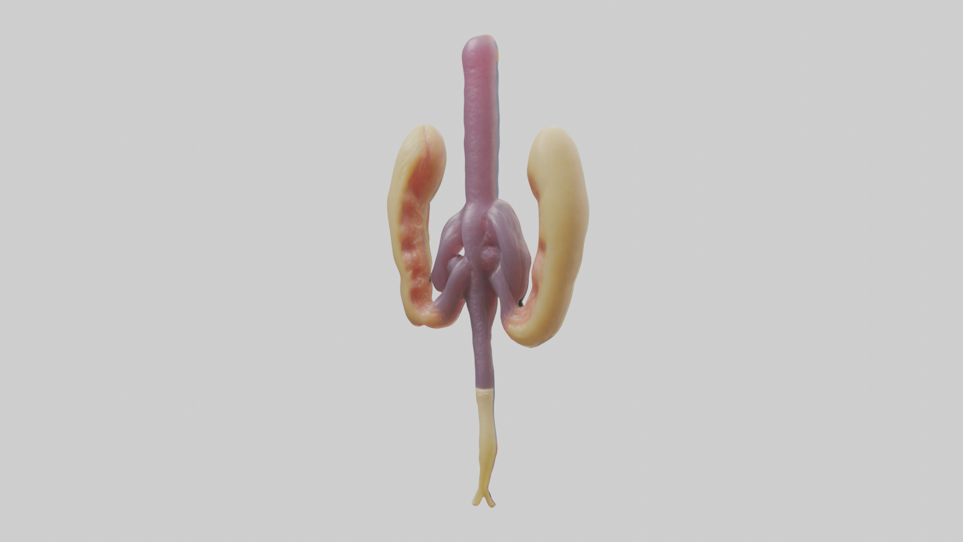 Human Urethra Model Low-poly 3D model_3