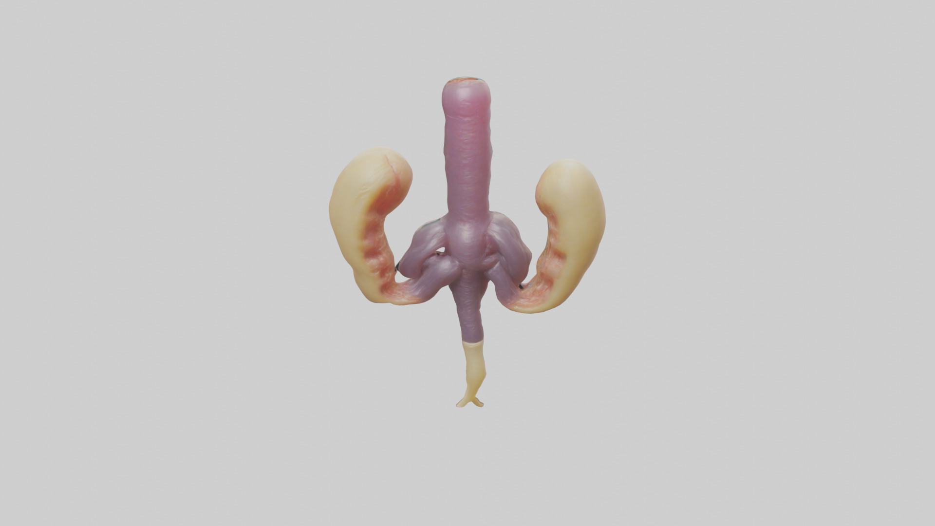 Human Urethra Model Low-poly 3D model_15