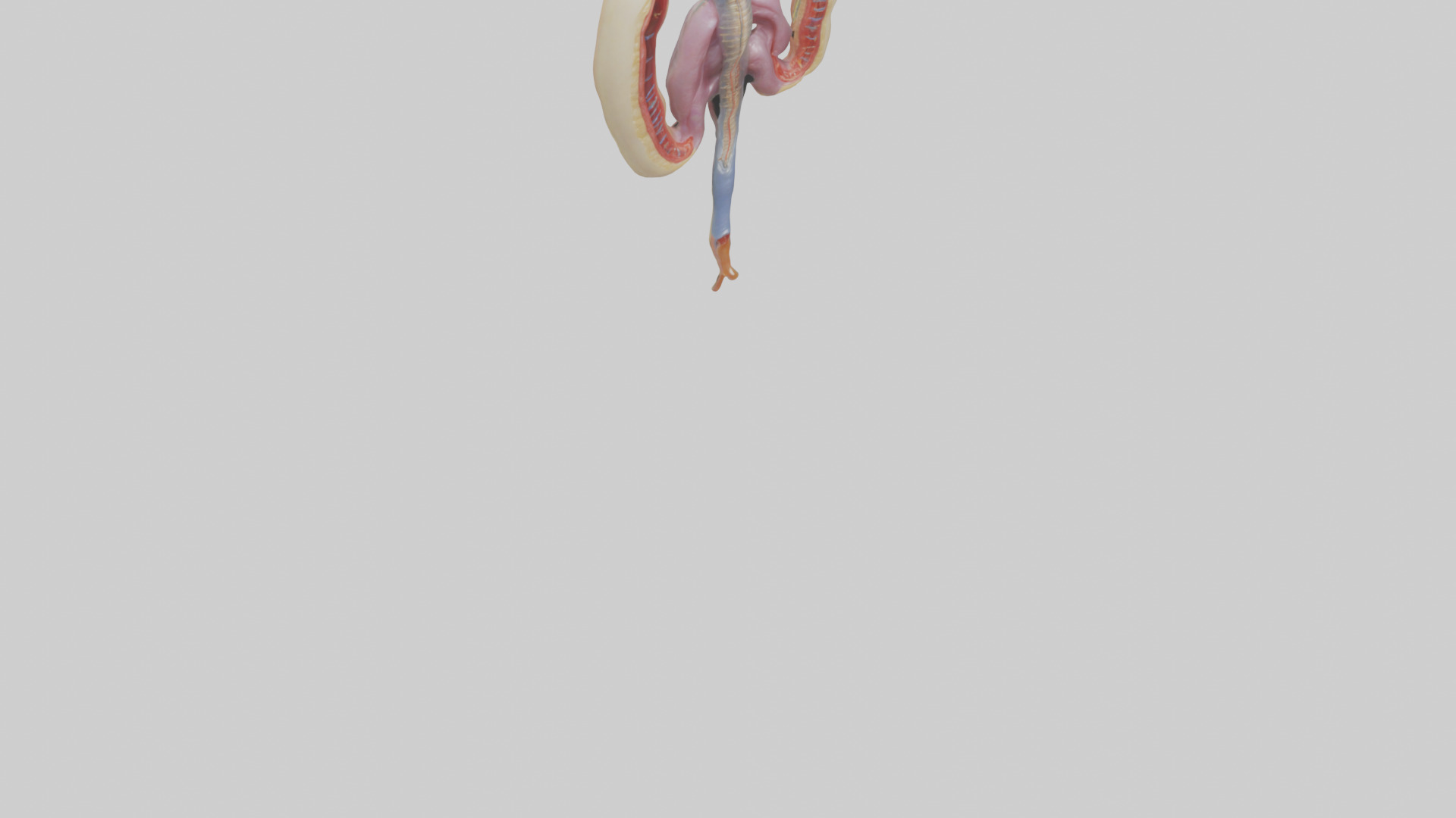 Human Urethra Model Low-poly 3D model_7