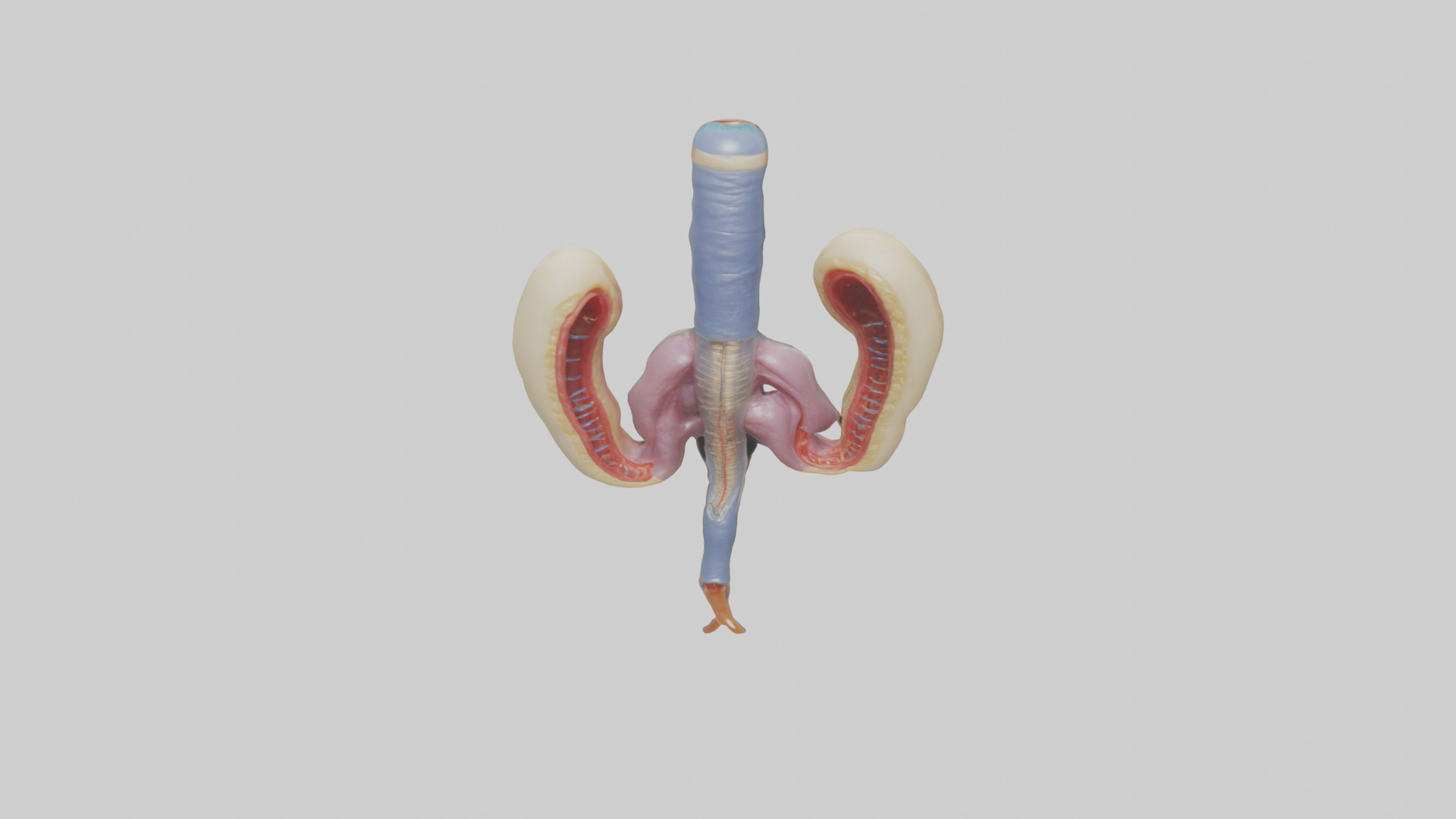 Human Urethra Model Low-poly 3D model_16