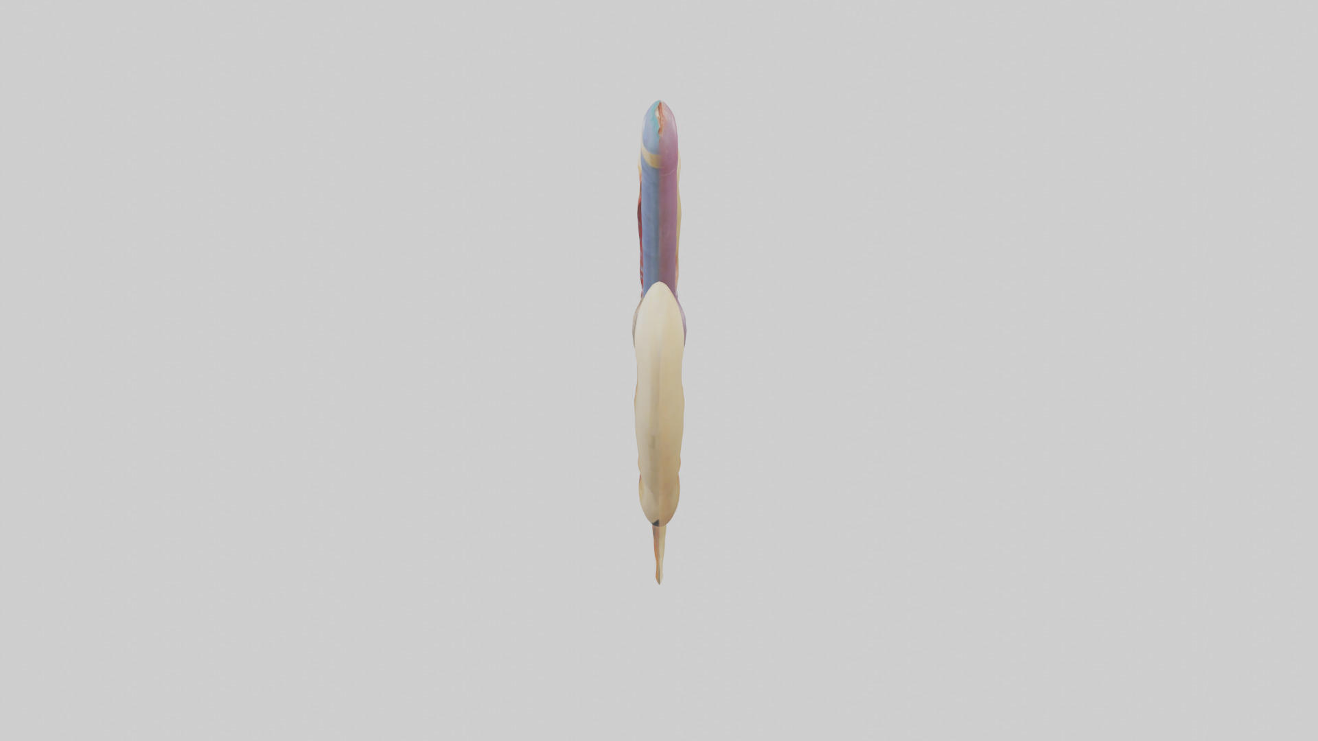 Human Urethra Model Low-poly 3D model_17