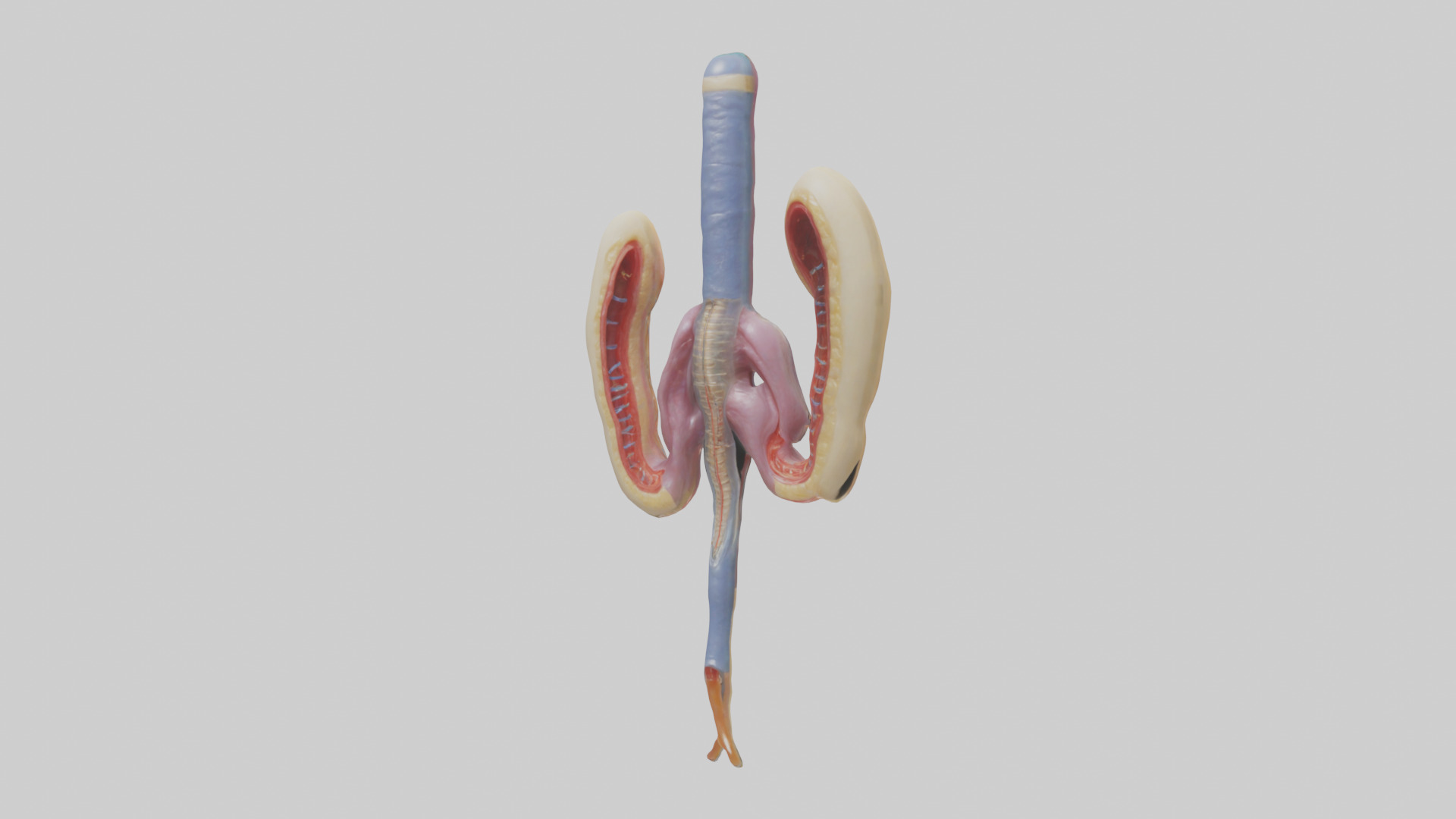 Human Urethra Model Low-poly 3D model_9