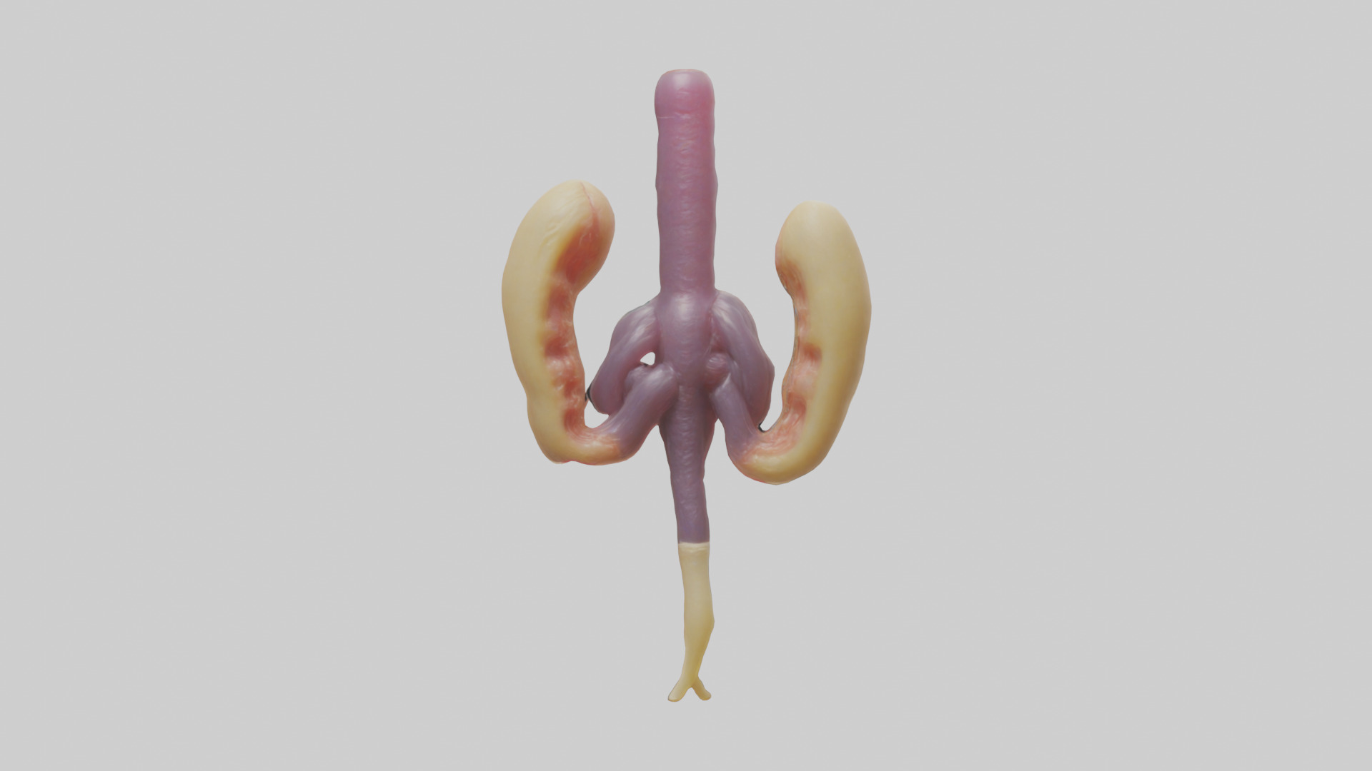 Human Urethra Model Low-poly 3D model_1
