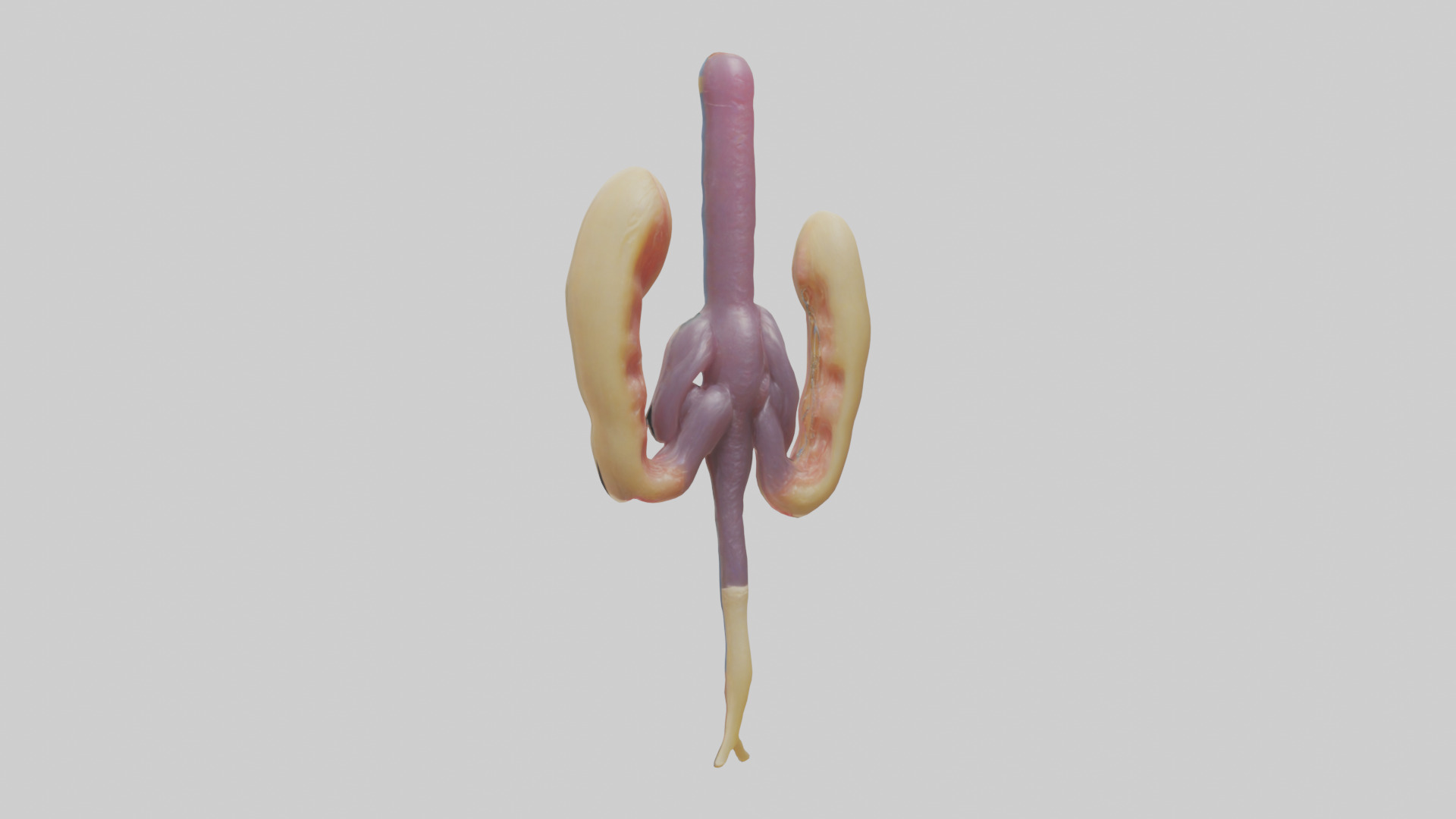 Human Urethra Model Low-poly 3D model_2