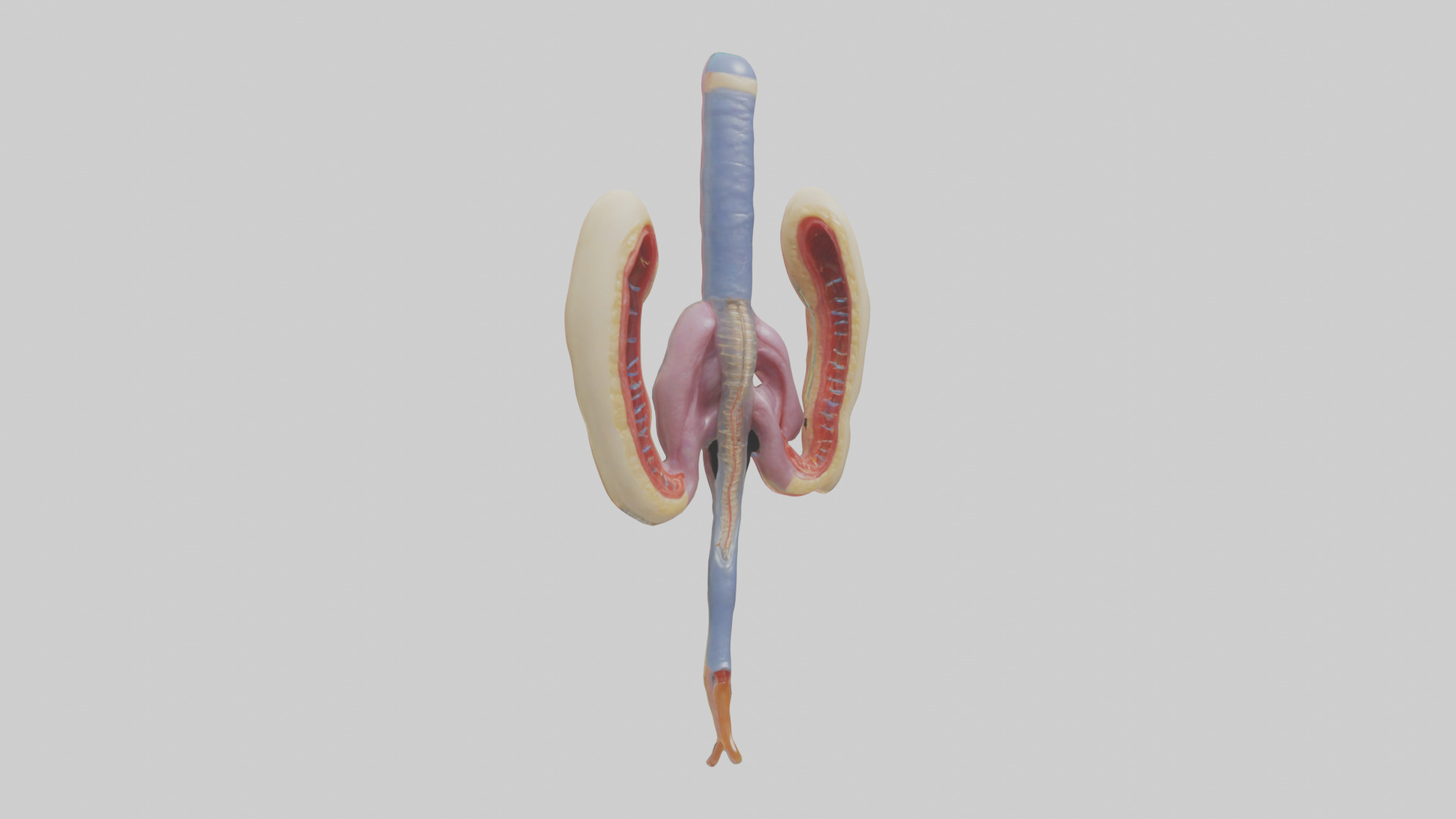Human Urethra Model Low-poly 3D model_11