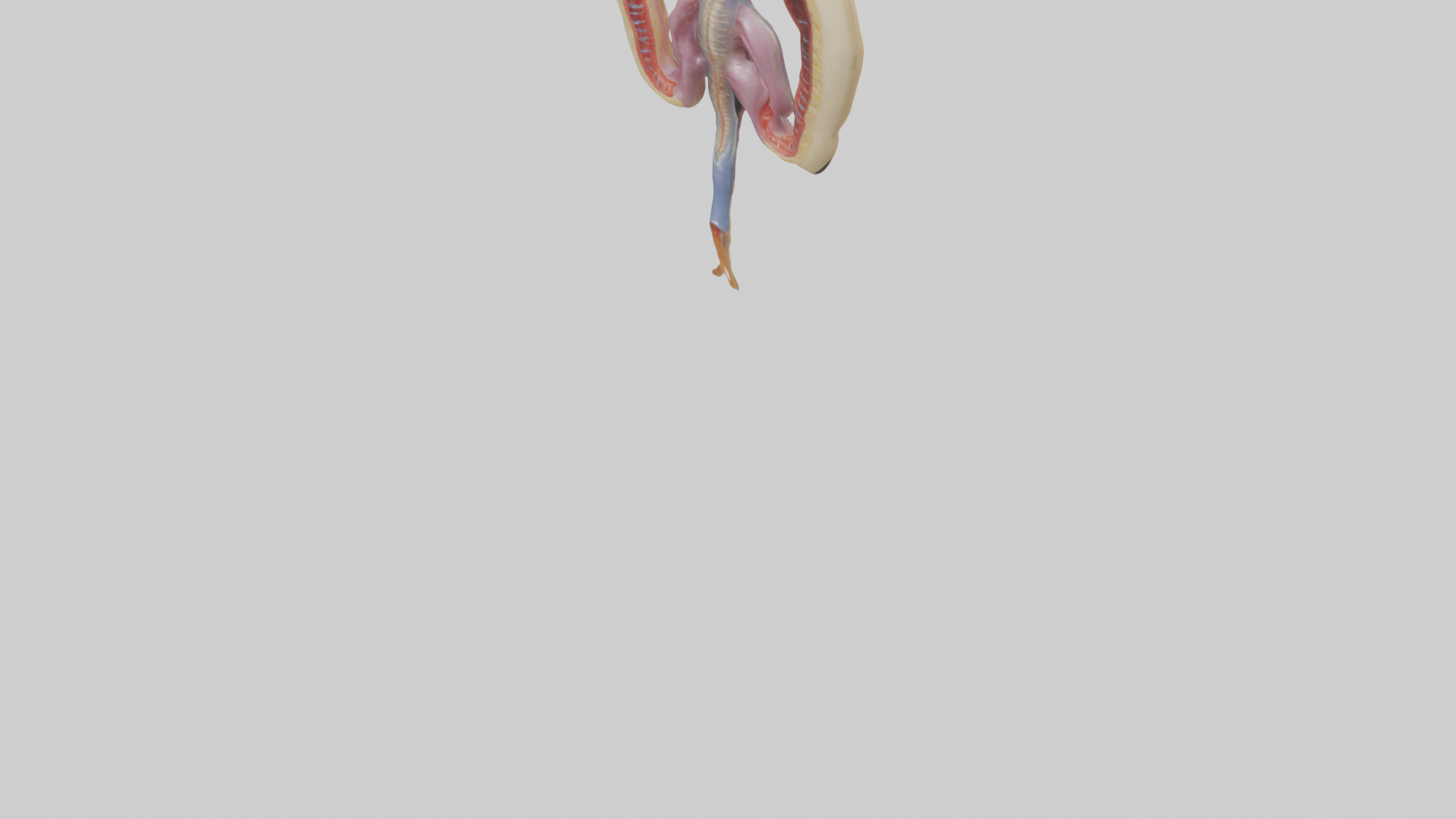 Human Urethra Model Low-poly 3D model_6