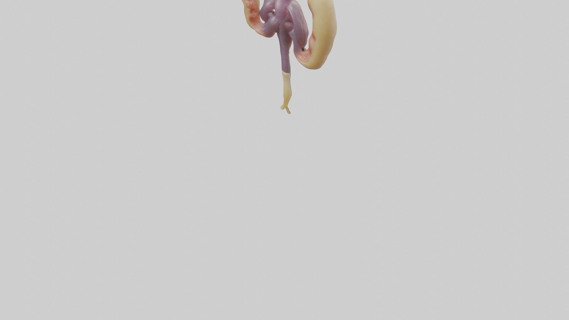 Human Urethra Model Low-poly 3D model_5