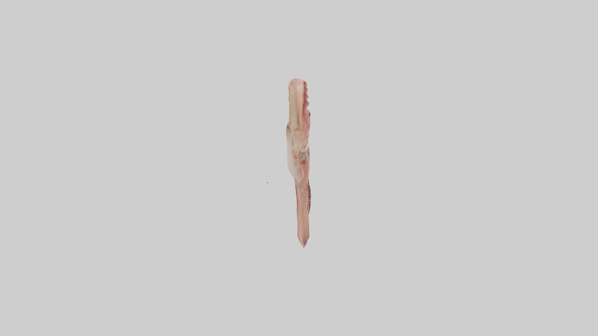 Human Uterus Model Low-poly 3D model_13