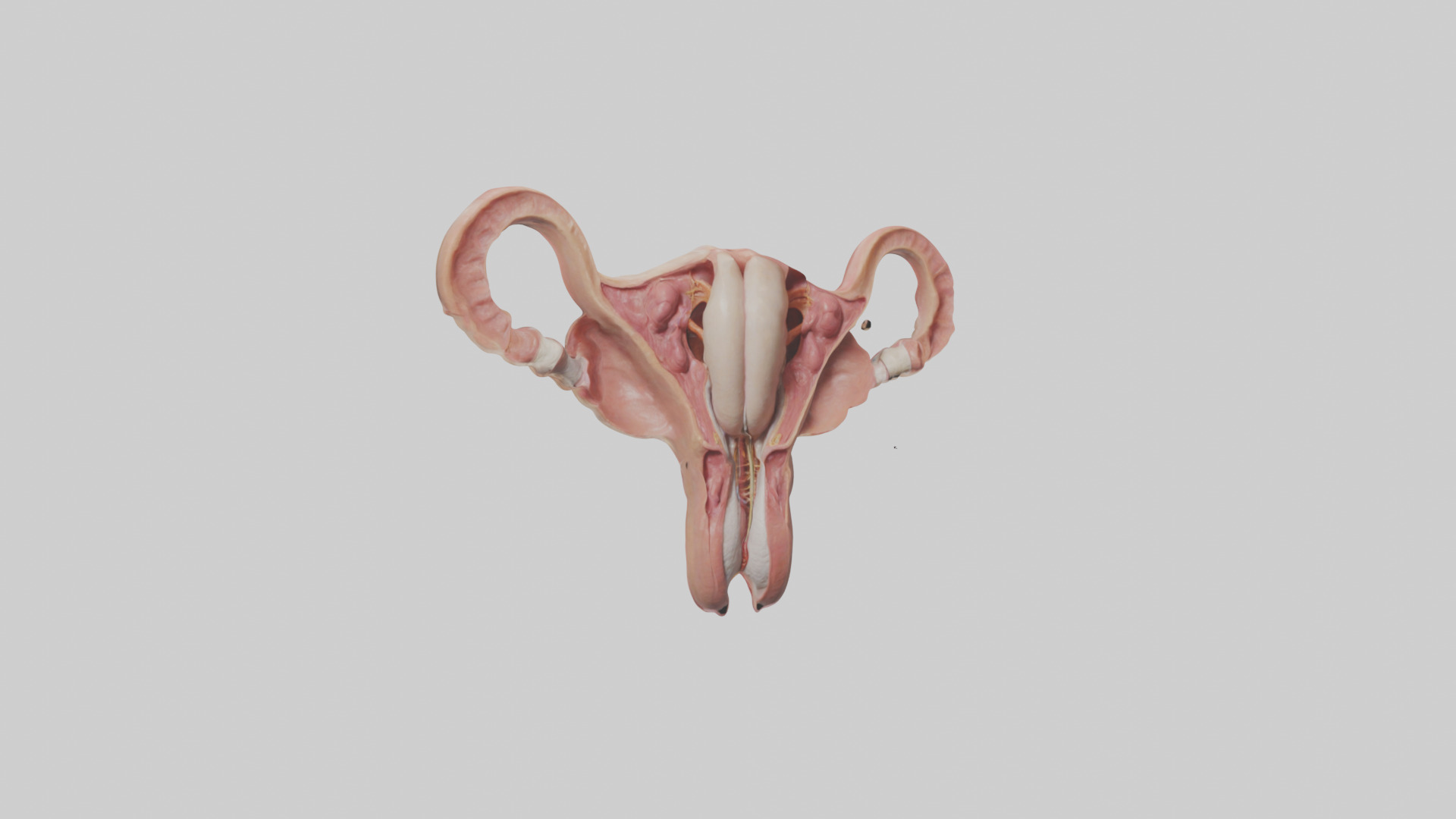 Human Uterus Model Low-poly 3D model_7