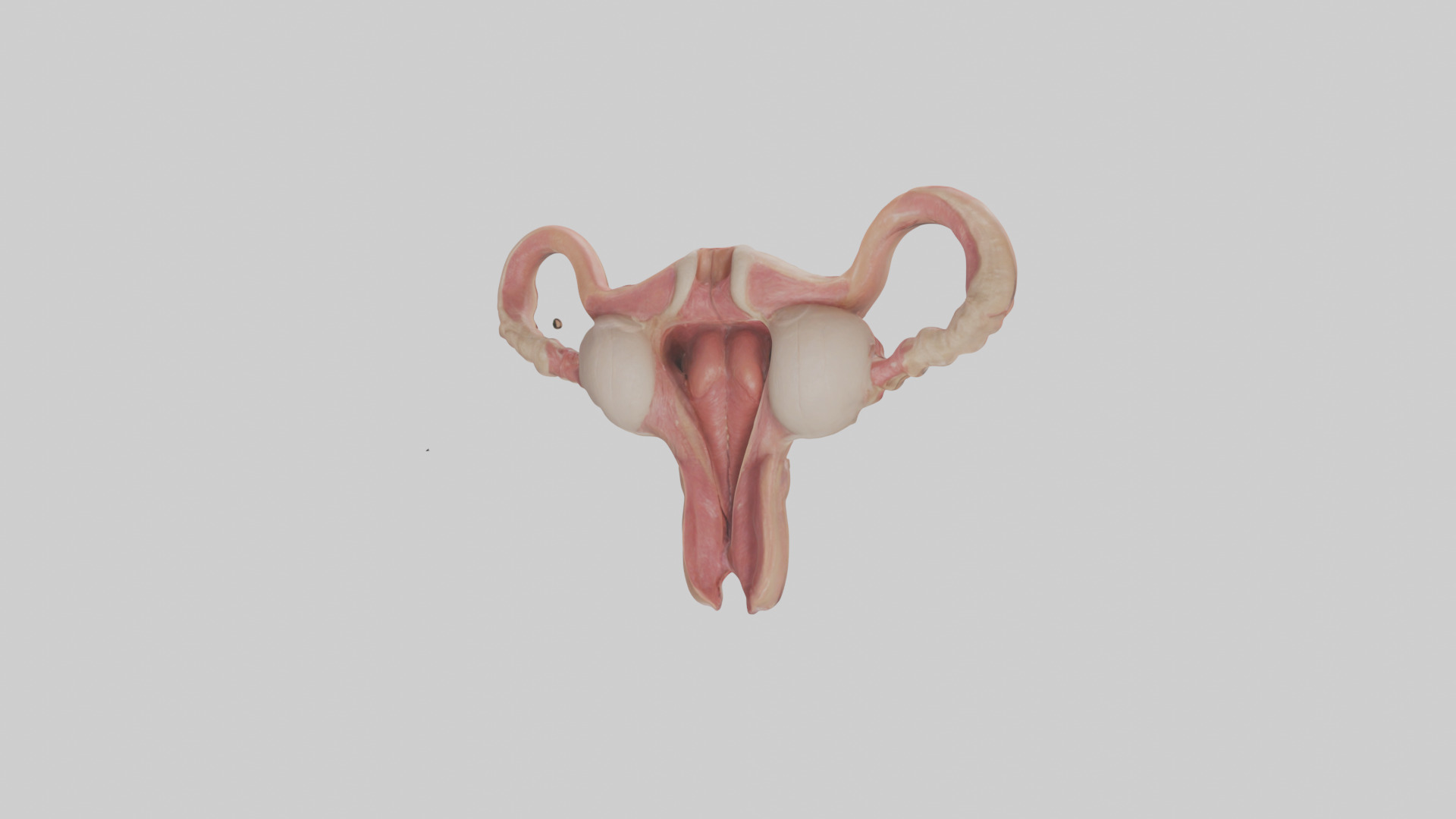 Human Uterus Model Low-poly 3D model_2