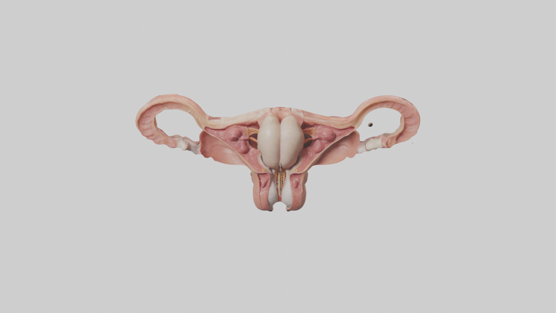Human Uterus Model Low-poly 3D model_16