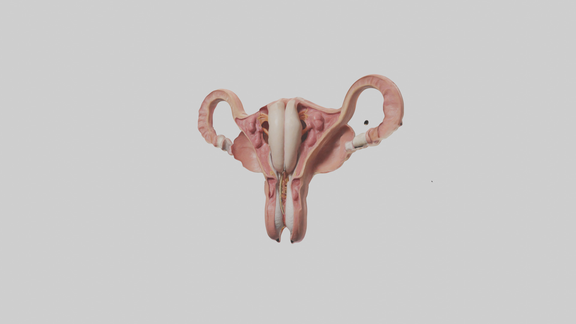 Human Uterus Model Low-poly 3D model_8