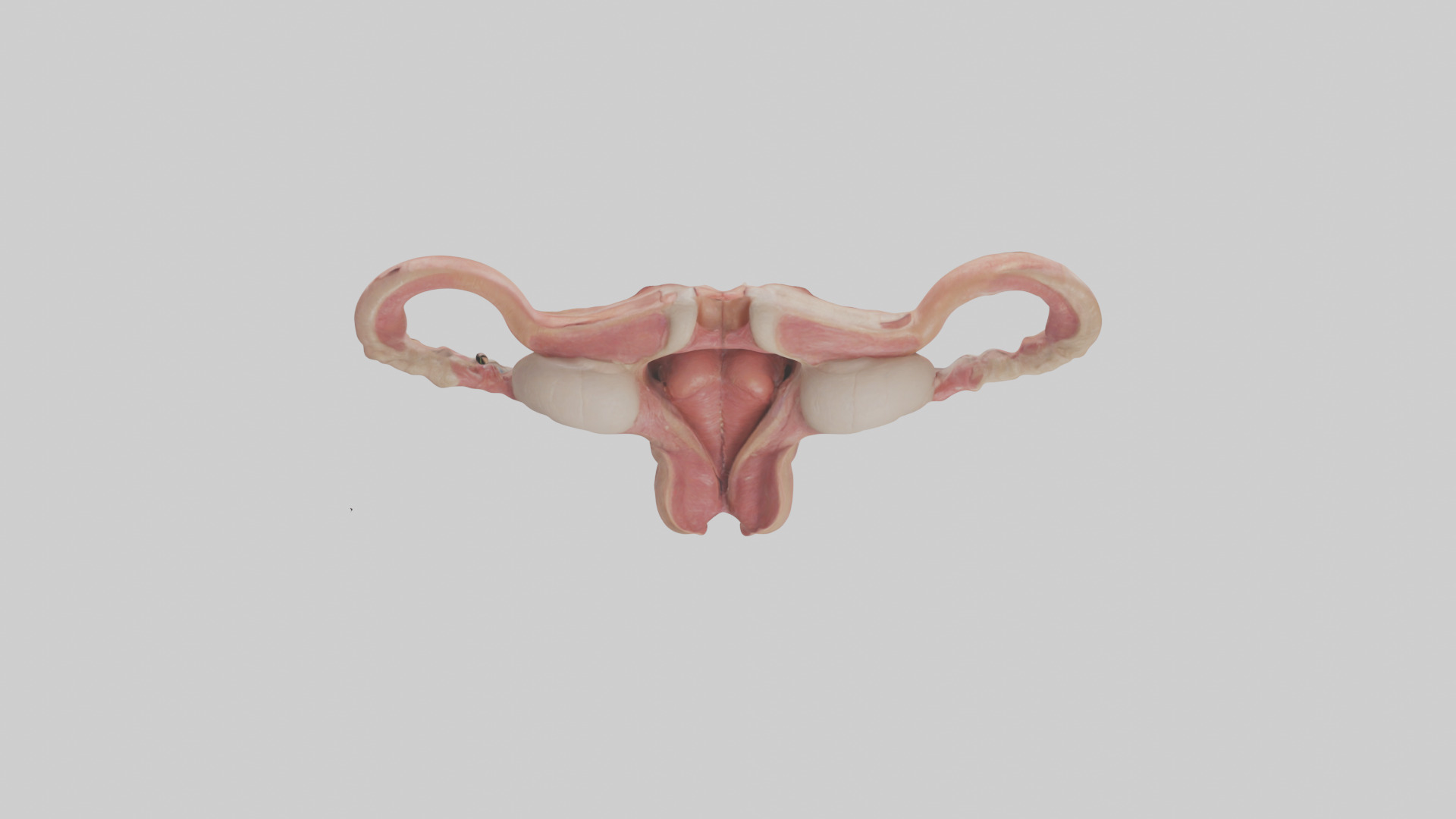 Human Uterus Model Low-poly 3D model_15