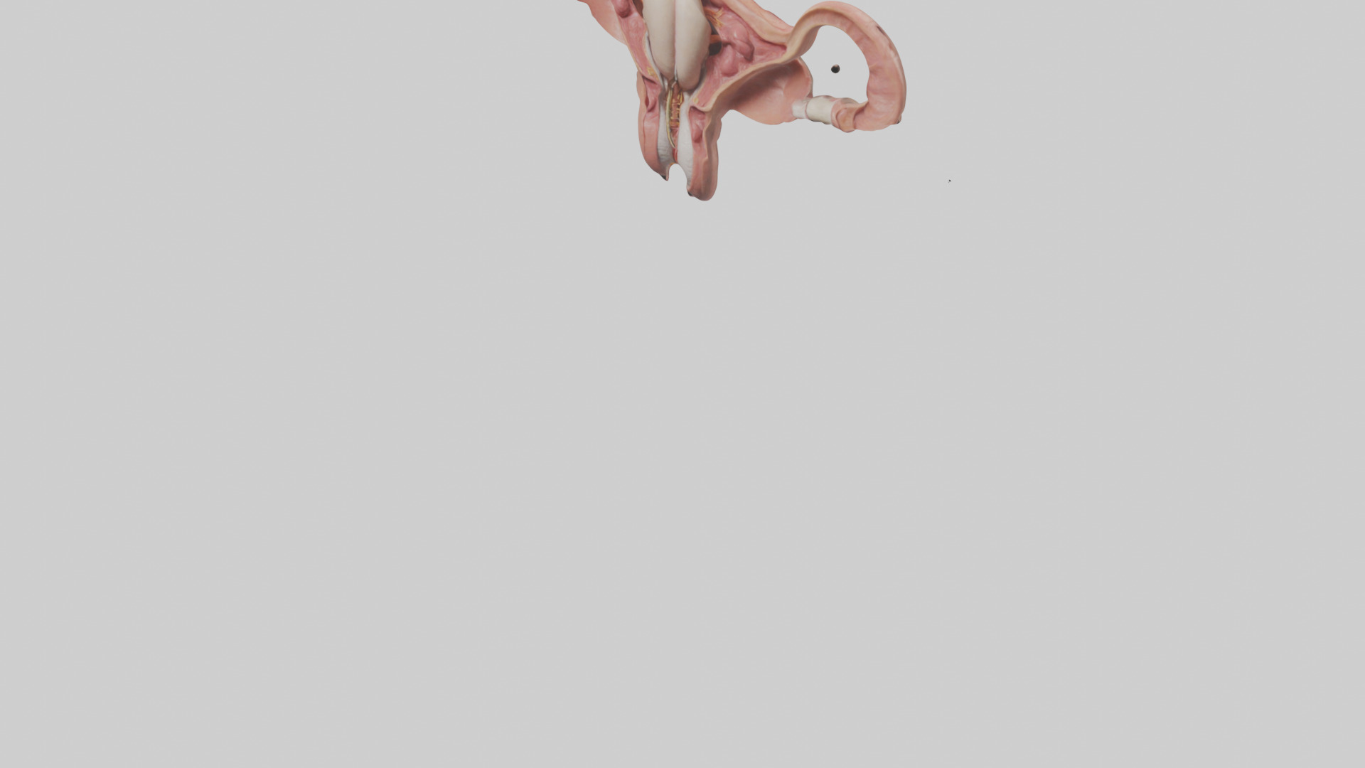 Human Uterus Model Low-poly 3D model_5