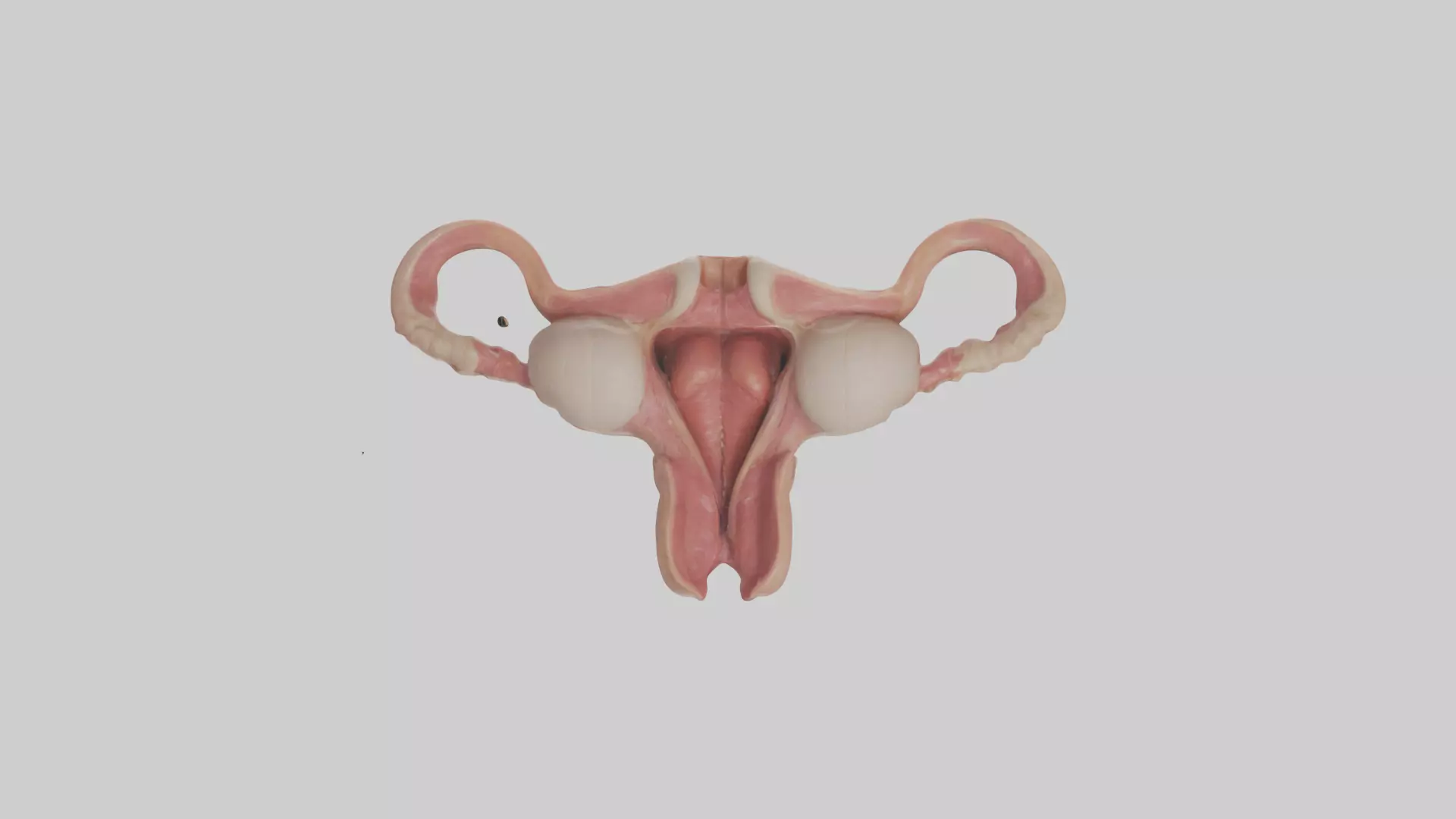 Human Uterus Model Low-poly 3D model_0